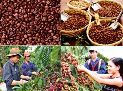 Augmenter la valeur ajoutée du café vietnamien